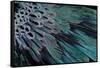 Superb Bird of Paradise Feather Design as They Radiate Outwards-Darrell Gulin-Framed Stretched Canvas