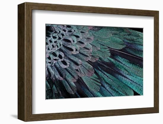 Superb Bird of Paradise Feather Design as They Radiate Outwards-Darrell Gulin-Framed Photographic Print