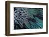Superb Bird of Paradise Feather Design as They Radiate Outwards-Darrell Gulin-Framed Photographic Print