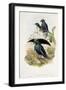 Superb Bird of Paradise-null-Framed Premium Giclee Print