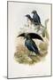 Superb Bird of Paradise-null-Mounted Premium Giclee Print