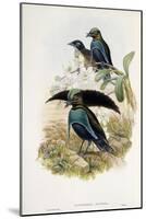 Superb Bird of Paradise-null-Mounted Giclee Print