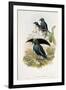 Superb Bird of Paradise-null-Framed Giclee Print