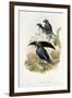 Superb Bird of Paradise-null-Framed Giclee Print