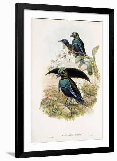 Superb Bird of Paradise-null-Framed Giclee Print