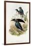 Superb Bird of Paradise-null-Framed Giclee Print