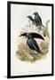 Superb Bird of Paradise-null-Framed Giclee Print