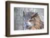 Superb close up of European Eagle Owl with Bright Orange Eyes and Excellent Detail-Veneratio-Framed Photographic Print