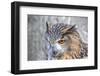 Superb close up of European Eagle Owl with Bright Orange Eyes and Excellent Detail-Veneratio-Framed Photographic Print