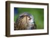 Superb close up of European Eagle Owl with Bright Orange Eyes and Excellent Detail-Veneratio-Framed Photographic Print