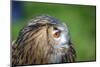 Superb close up of European Eagle Owl with Bright Orange Eyes and Excellent Detail-Veneratio-Mounted Photographic Print