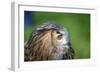 Superb close up of European Eagle Owl with Bright Orange Eyes and Excellent Detail-Veneratio-Framed Photographic Print