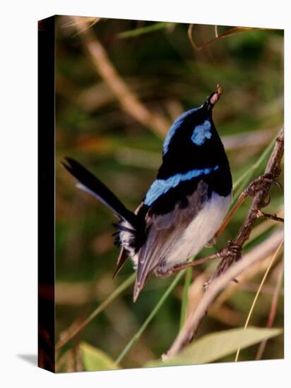 Superb Fairy-Wren or Blue Wren., Australia-Charles Sleicher-Stretched Canvas