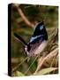 Superb Fairy-Wren or Blue Wren., Australia-Charles Sleicher-Stretched Canvas