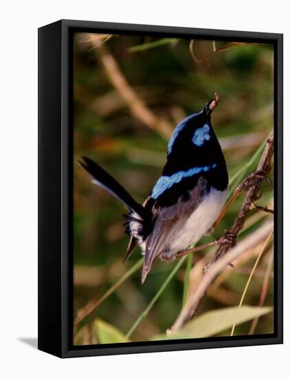 Superb Fairy-Wren or Blue Wren., Australia-Charles Sleicher-Framed Stretched Canvas