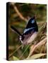 Superb Fairy-Wren or Blue Wren., Australia-Charles Sleicher-Stretched Canvas