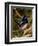 Superb Fairy-Wren or Blue Wren., Australia-Charles Sleicher-Framed Photographic Print