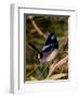 Superb Fairy-Wren or Blue Wren., Australia-Charles Sleicher-Framed Photographic Print