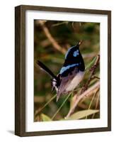 Superb Fairy-Wren or Blue Wren., Australia-Charles Sleicher-Framed Photographic Print