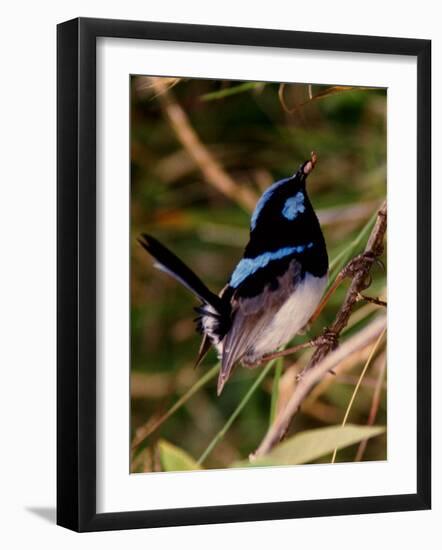 Superb Fairy-Wren or Blue Wren., Australia-Charles Sleicher-Framed Photographic Print