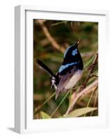 Superb Fairy-Wren or Blue Wren., Australia-Charles Sleicher-Framed Photographic Print