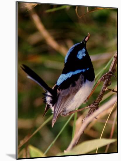 Superb Fairy-Wren or Blue Wren., Australia-Charles Sleicher-Mounted Photographic Print