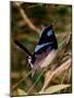 Superb Fairy-Wren or Blue Wren., Australia-Charles Sleicher-Mounted Photographic Print