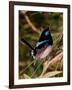 Superb Fairy-Wren or Blue Wren., Australia-Charles Sleicher-Framed Photographic Print