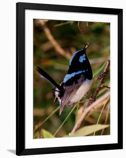 Superb Fairy-Wren or Blue Wren., Australia-Charles Sleicher-Framed Photographic Print