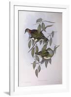 Superb Fruit-Dove (Ptilinopus Superbus)-John Gould-Framed Giclee Print