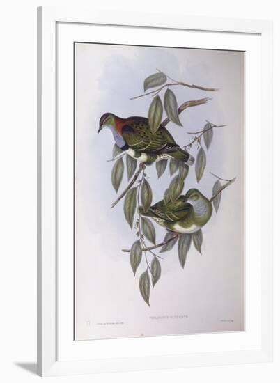 Superb Fruit-Dove (Ptilinopus Superbus)-John Gould-Framed Giclee Print