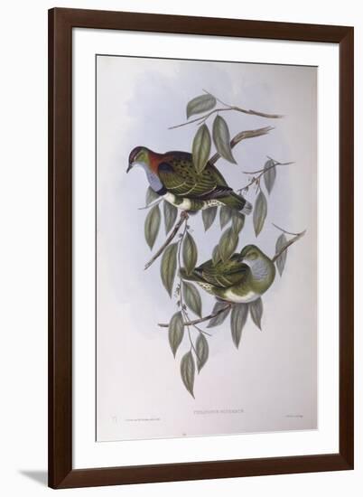 Superb Fruit-Dove (Ptilinopus Superbus)-John Gould-Framed Giclee Print