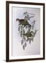 Superb Fruit-Dove (Ptilinopus Superbus)-John Gould-Framed Giclee Print