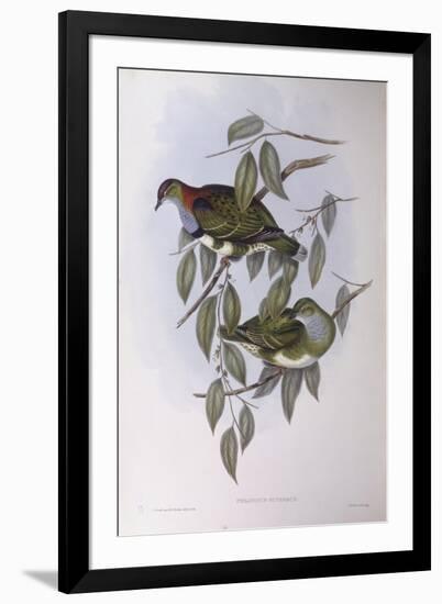 Superb Fruit-Dove (Ptilinopus Superbus)-John Gould-Framed Giclee Print