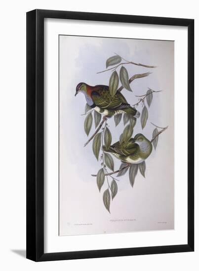 Superb Fruit-Dove (Ptilinopus Superbus)-John Gould-Framed Giclee Print