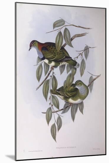 Superb Fruit-Dove (Ptilinopus Superbus)-John Gould-Mounted Giclee Print