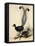 Superb Lyre Bird, Menura Novaehollandiae-Elizabeth Gould-Framed Stretched Canvas