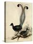 Superb Lyre Bird, Menura Novaehollandiae-Elizabeth Gould-Stretched Canvas
