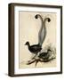 Superb Lyre Bird, Menura Novaehollandiae-Elizabeth Gould-Framed Giclee Print