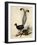 Superb Lyre Bird, Menura Novaehollandiae-Elizabeth Gould-Framed Giclee Print