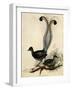 Superb Lyre Bird, Menura Novaehollandiae-Elizabeth Gould-Framed Giclee Print