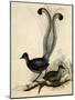 Superb Lyre Bird, Menura Novaehollandiae-Elizabeth Gould-Mounted Giclee Print