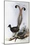 Superb Lyrebird (Menura Superba)-John Gould-Mounted Giclee Print