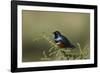 Superb Starling (Lamprotornis Superbus), Serengeti National Park, Tanzania, East Africa, Africa-James Hager-Framed Photographic Print