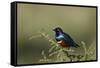 Superb Starling (Lamprotornis Superbus), Serengeti National Park, Tanzania, East Africa, Africa-James Hager-Framed Stretched Canvas