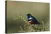 Superb Starling (Lamprotornis Superbus), Serengeti National Park, Tanzania, East Africa, Africa-James Hager-Stretched Canvas