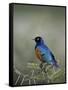 Superb Starling (Lamprotornis Superbus), Serengeti National Park, Tanzania, East Africa, Africa-James Hager-Framed Stretched Canvas