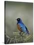 Superb Starling (Lamprotornis Superbus), Serengeti National Park, Tanzania, East Africa, Africa-James Hager-Stretched Canvas