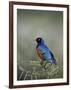 Superb Starling (Lamprotornis Superbus), Serengeti National Park, Tanzania, East Africa, Africa-James Hager-Framed Photographic Print