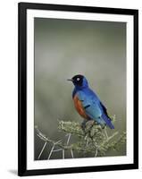 Superb Starling (Lamprotornis Superbus), Serengeti National Park, Tanzania, East Africa, Africa-James Hager-Framed Photographic Print